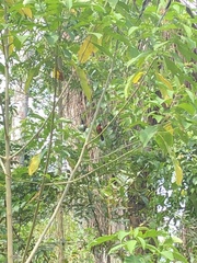 Ramphocelus carbo
