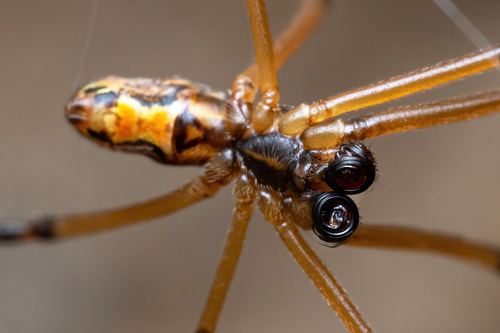 Western Black Widow, San Diego County, CA, USA, photo 10 of 10