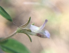 Collinsia childii