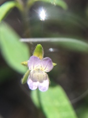 Collinsia childii