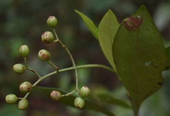 Psychotria dallachiana