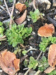 Sedum sarmentosum