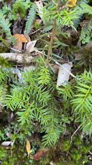 Podocarpus nubigenus