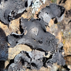 Umbilicaria havaasii