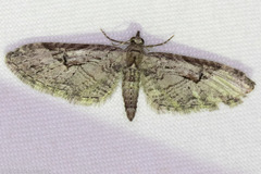 Eupithecia bolterii