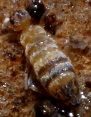 Entomobrya assuta