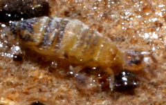 Entomobrya assuta