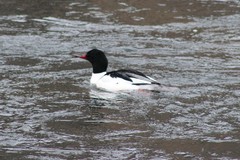 Mergus merganser