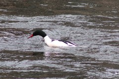 Mergus merganser
