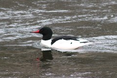Mergus merganser