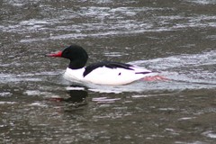 Mergus merganser
