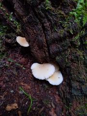 Hohenbuehelia angustata