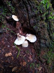 Hohenbuehelia angustata