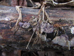 Corticium roseocarneum