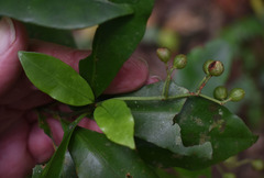 Psychotria dallachiana