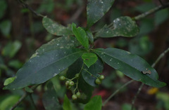 Psychotria dallachiana