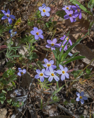Leptosiphon androsaceus
