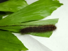 Thaumantis hainana