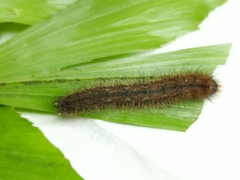 Thaumantis hainana