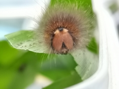 Thaumantis hainana