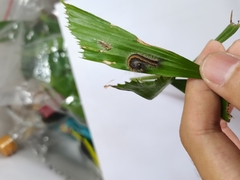 Thaumantis hainana