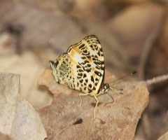 Symbrenthia hypselis