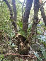 Libidibia monosperma