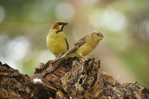 Passer flaveolus Blyth, 1845