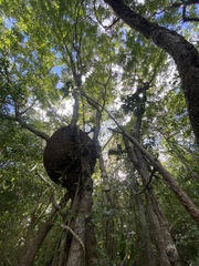 Libidibia monosperma