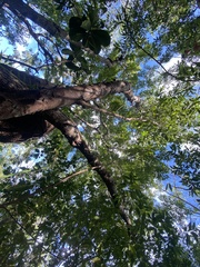 Libidibia monosperma