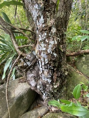 Libidibia monosperma