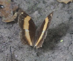 Yoma sabina