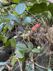 Eugenia sessiliflora
