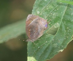 Mahathala ameria