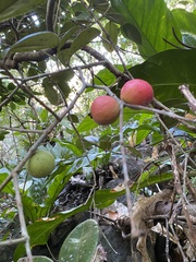 Eugenia sessiliflora