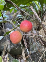 Eugenia sessiliflora