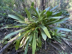 Wittmackia antillana