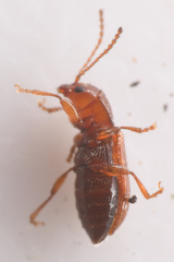 Aulacothorax recticollis