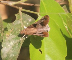 Odontoptilum angulata