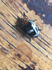 Iphiclus ucayalensis