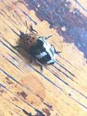 Iphiclus ucayalensis