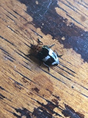 Iphiclus ucayalensis