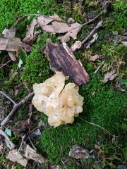 Sebacina sparassoidea