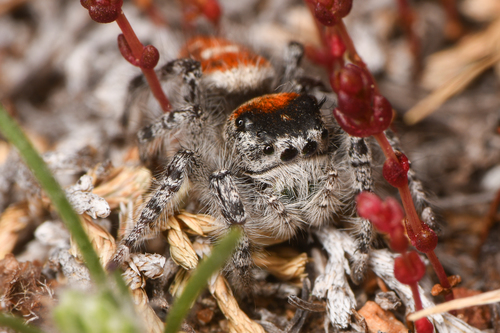 California Red Jumping Spider