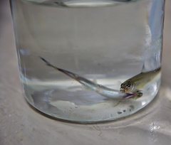 Delta Smelt photo 4