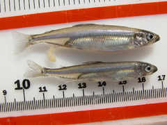 Delta Smelt photo 5