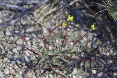 Camissonia pusilla