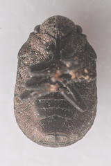 Acantholomidea porosa