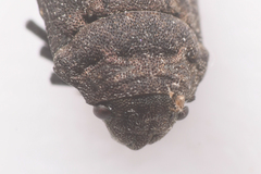 Acantholomidea porosa