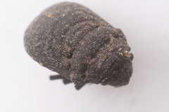 Acantholomidea porosa